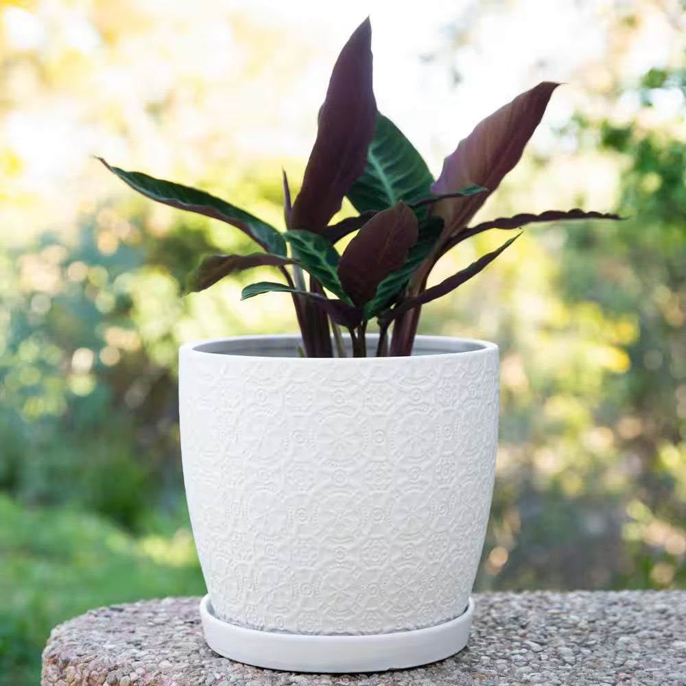 5.5 In. Chrysanthemum Small White Textured Ceramic Pot (5.5 In. D X 4.8 In. H) with Attached Saucer